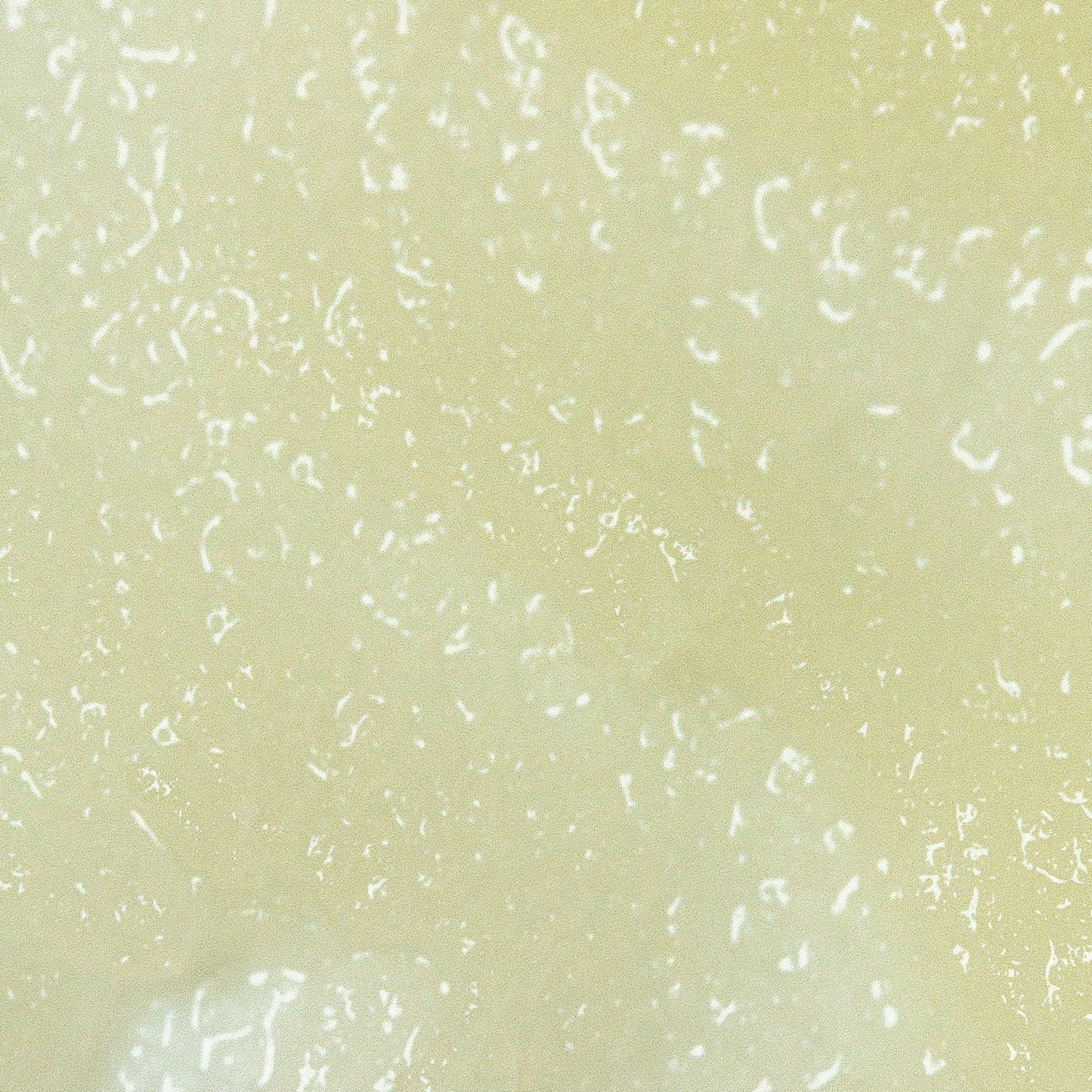 TRIBE EXFOLIATING SUGAR SCRUB